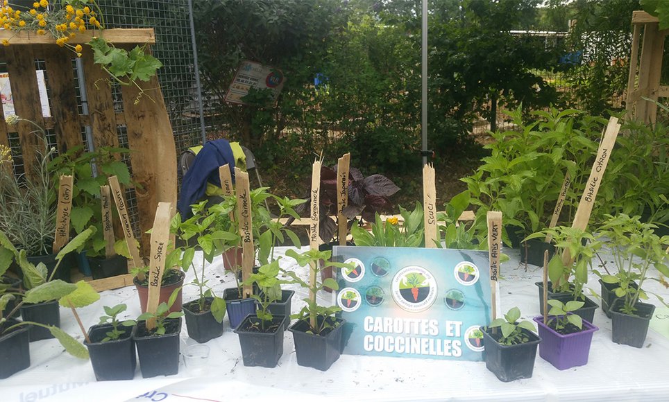 Carottes et Coccinelles Jardins partag s